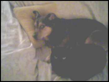 Snoopy & Panther